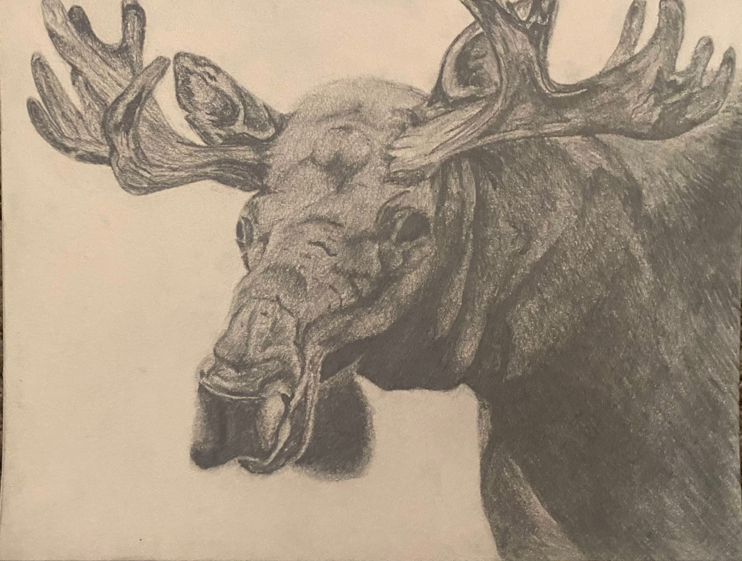 Drawing of a moose with broad antlers on warm-toned paper